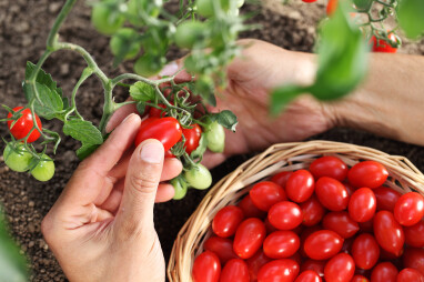Work,In,Vegetable,Garden,Hands,Picking,Fresh,Red,Tomatoes,Cherry