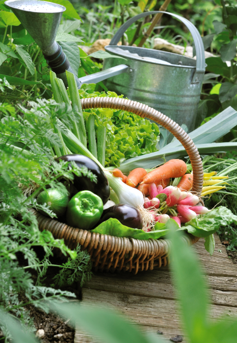 groentetuin-oosteinde-online-2-467x675-66791fb0996b4