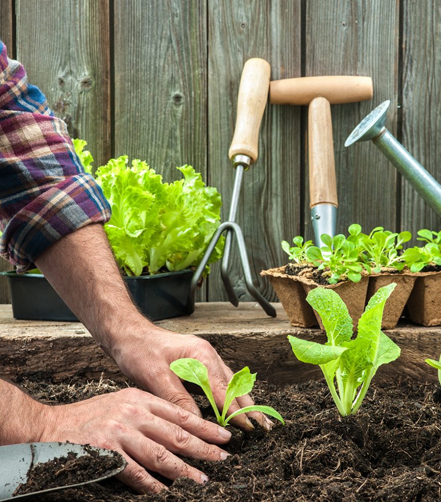 Farmer planting young seedlings of lettuce salad in the vegetable garden